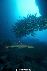 White tip in Dos Amigos Grande tunnel by Todd Moseley 